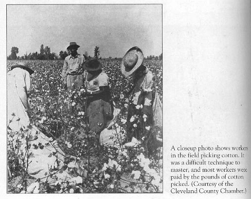 Picking Cotton